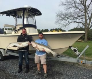 Rock fishing has gotten much better in the sound. The bite been good at first light and glow baits have done the trick.