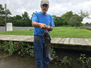 EVEN IN THE POCOMOKE RIVER THERE HAS BEEN SOOM SUMMER ACTION AS BASS AND CATS PROVIDE A NICE BATTLE ON A HOT DAY.