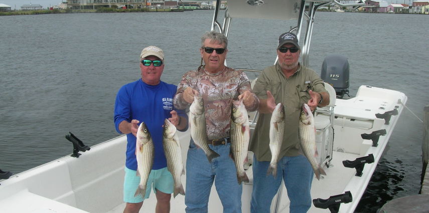 In The small weather window on Tuesday I got to take Mr. Dick, Mr. Herb, And Mr. Sam casting the shallows of the Tangier Sound. We Had an awesome day with 60-70 quality fish and our limit to 24 inches.